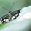 Schmetterling