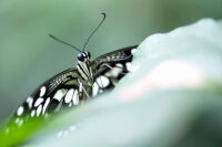 Schmetterling