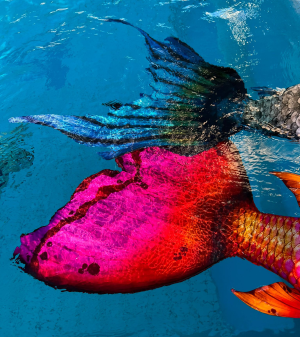 Fluken der Magictail Nymphea und Magictail Mythic Blue