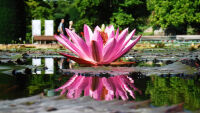 Seerose