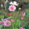 Blumen