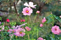 Blumen