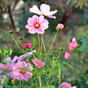 Blumen