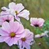 Blumen