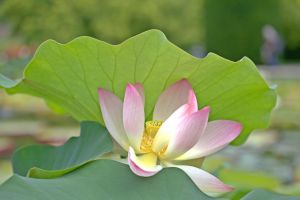 Lotus