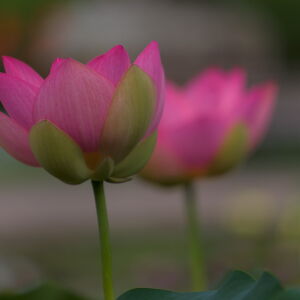Lotus