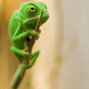 Junges Jemen-Cham&auml;leon