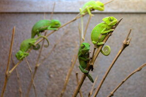 F&uuml;nf junge Jemen-Cham&auml;leons