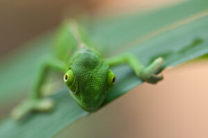 Junges Jemen-Cham&auml;leon