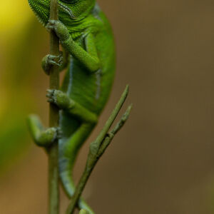 Junges Jemen-Cham&auml;leon
