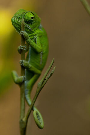 Junges Jemen-Cham&auml;leon