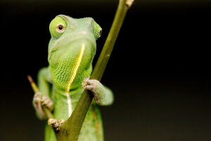 Junges Jemen-Cham&auml;leon