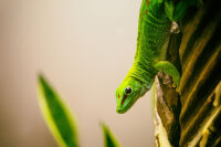 Madagaskar-Taggecko