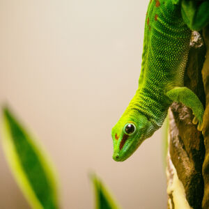 Madagaskar-Taggecko