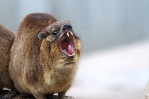 Klippschliefer beim G&auml;hnen