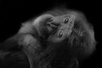 Bonobo (Chipita)