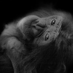 Bonobo (Chipita)