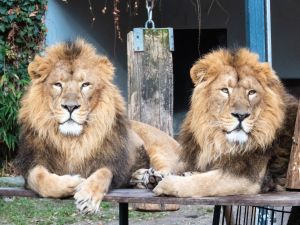 Zwei asiatische L&ouml;wen