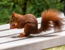 Eichh&ouml;rnchen