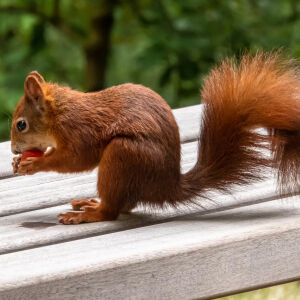 Eichh&ouml;rnchen
