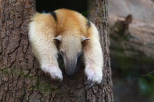 Tamandua