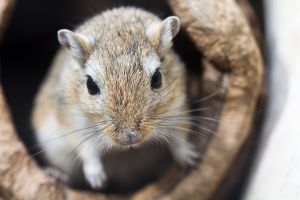 Mongolische Rennmaus