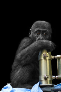 Gorilla