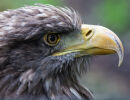 Seeadler
