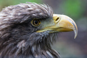Seeadler